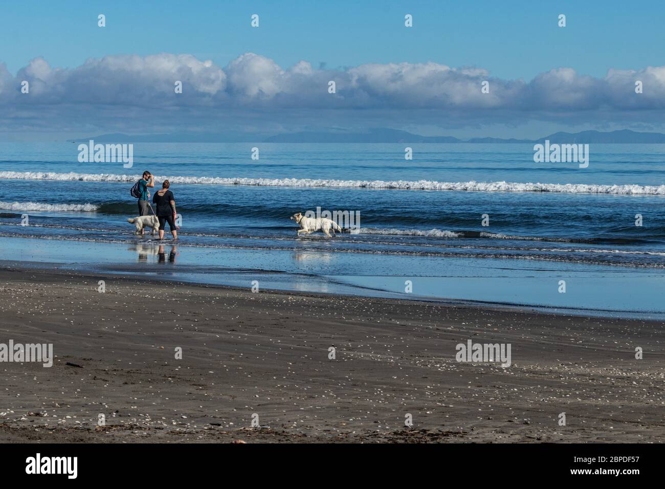 Les propriétaires s'exerçant deux chiens sur la plage de Paekakariki, en Nouvelle-Zélande Banque D'Images