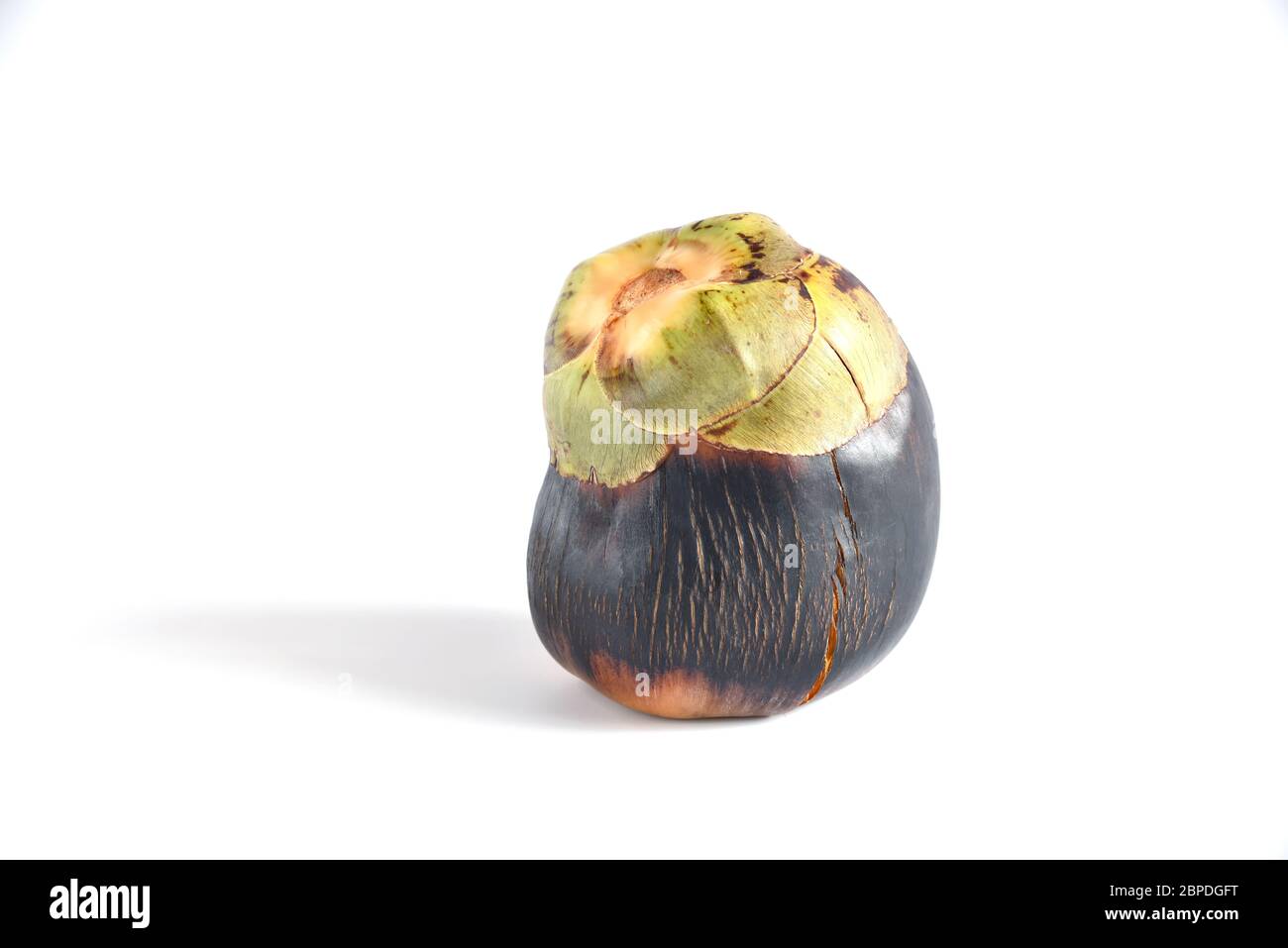 Palmier asiatique Palmyra, palmier Toddy, palmier à sucre le palmier cambodgien (Borassus flabellifer L.) isolé sur fond blanc. Banque D'Images