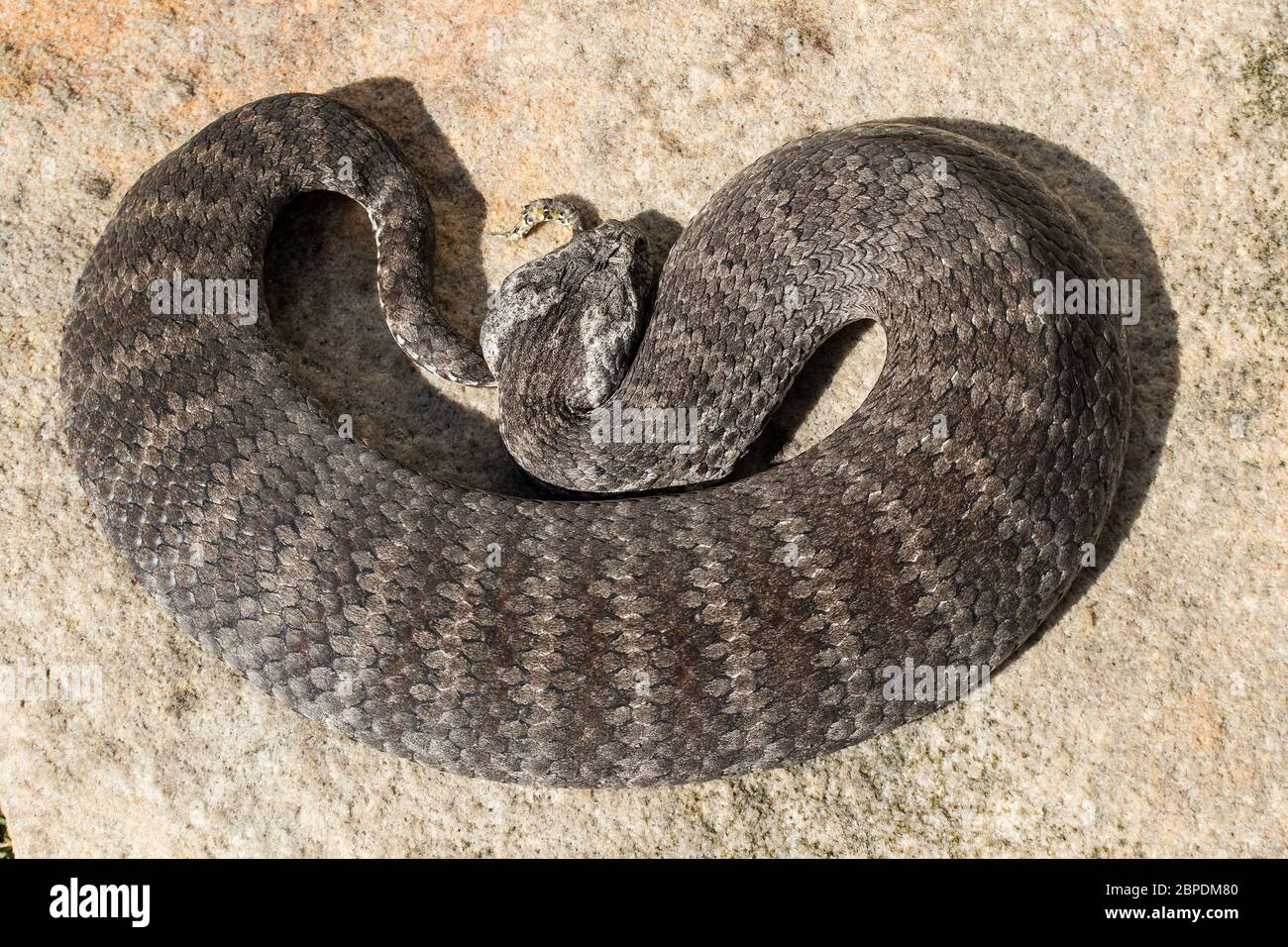 Death Adder commun Banque D'Images