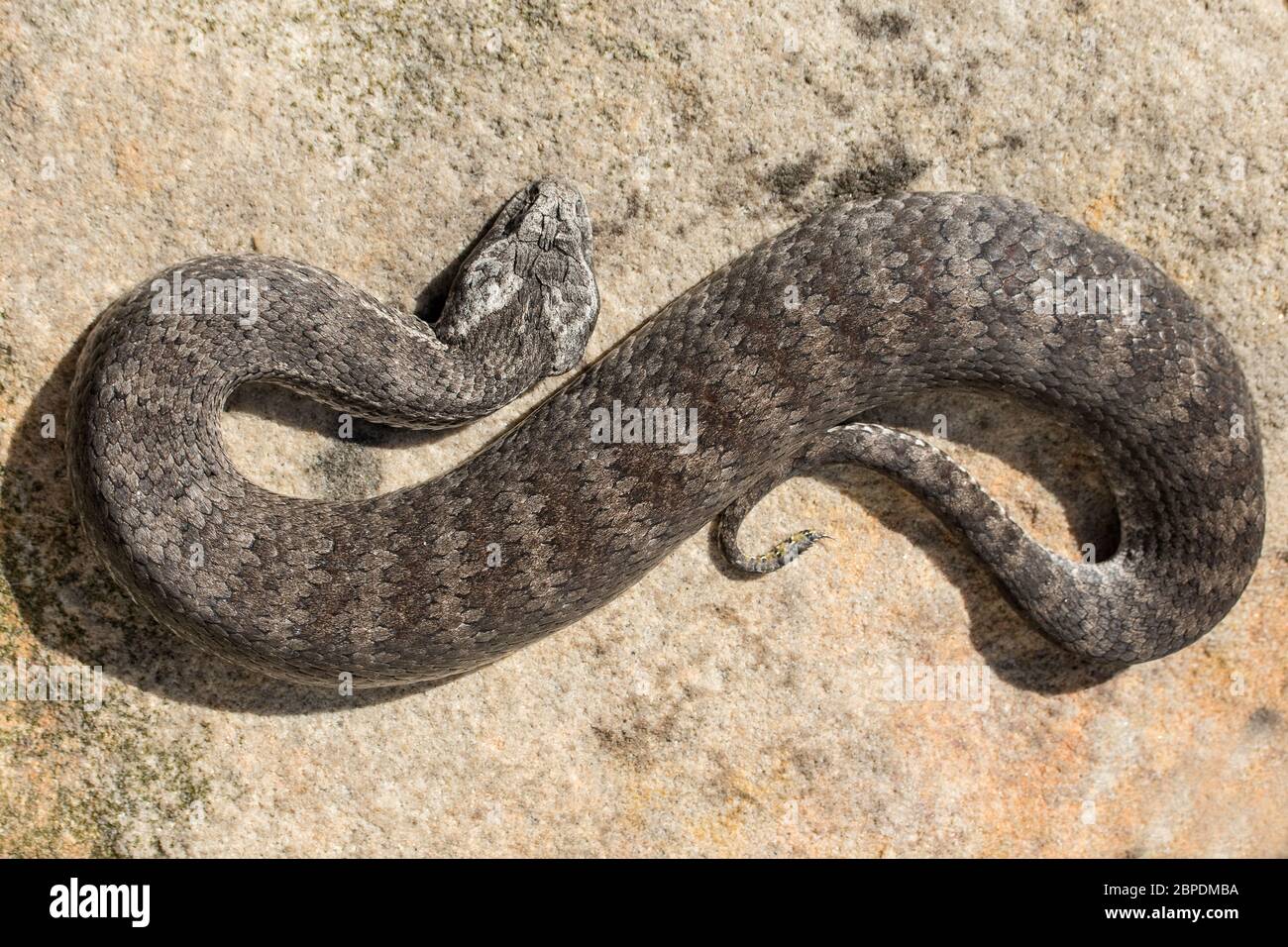 Death Adder commun Banque D'Images
