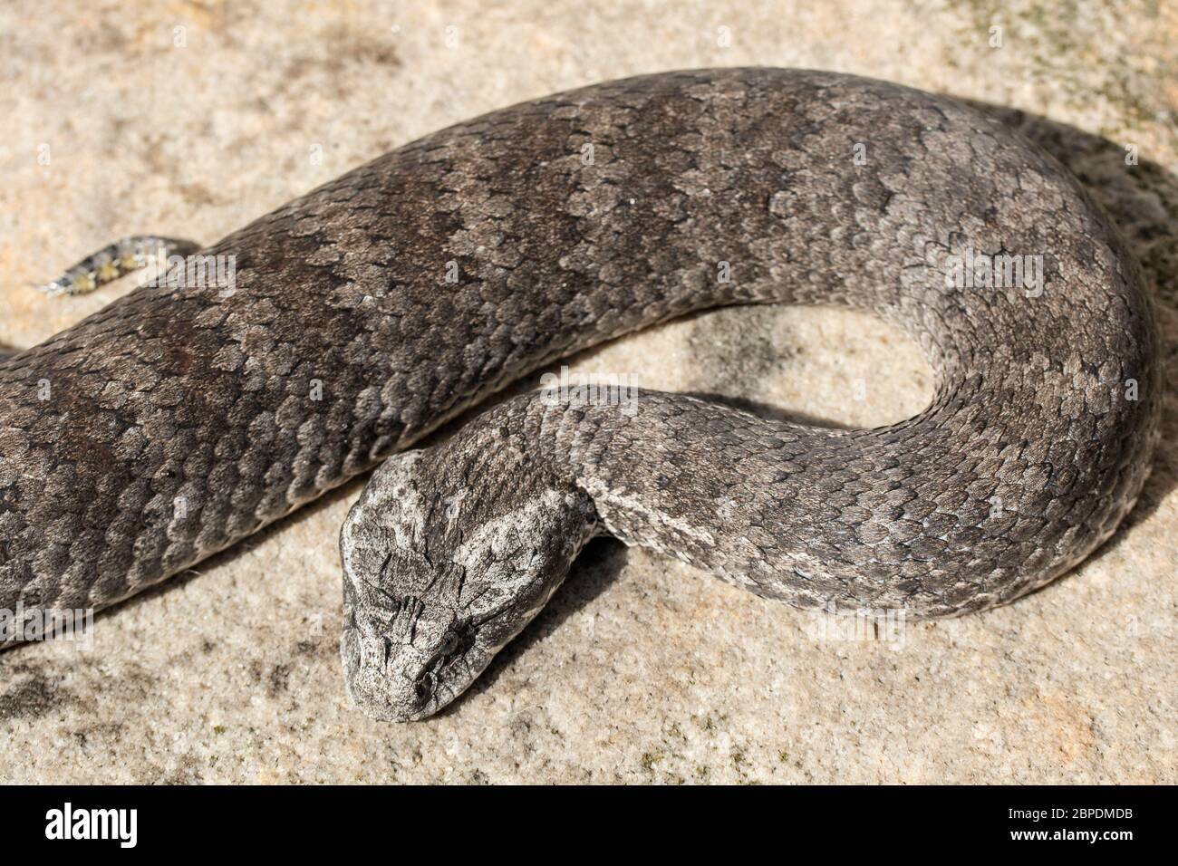 Death Adder commun Banque D'Images