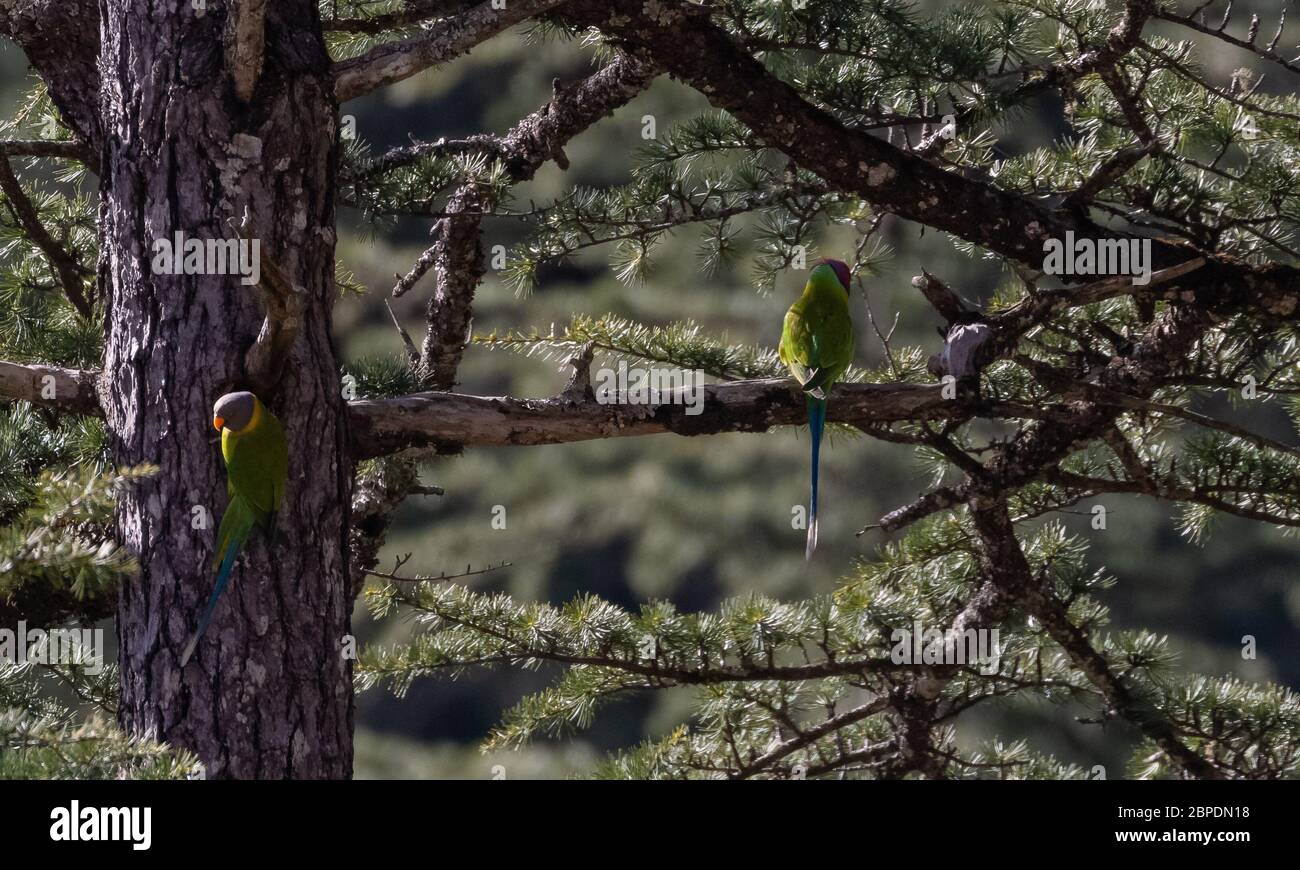 Couple de parakeet à tête de prune et de latte assis sur un arbre de déodar à jageshwar Banque D'Images