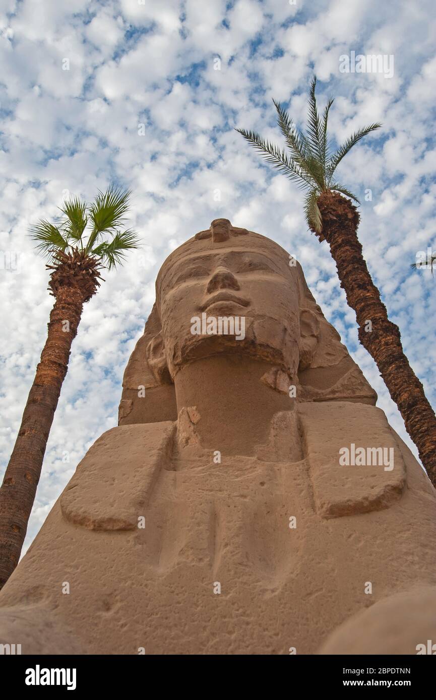 Sphinx égyptien antique encadré de palmiers dans un ciel bleu nuageux au temple de Louxor Banque D'Images