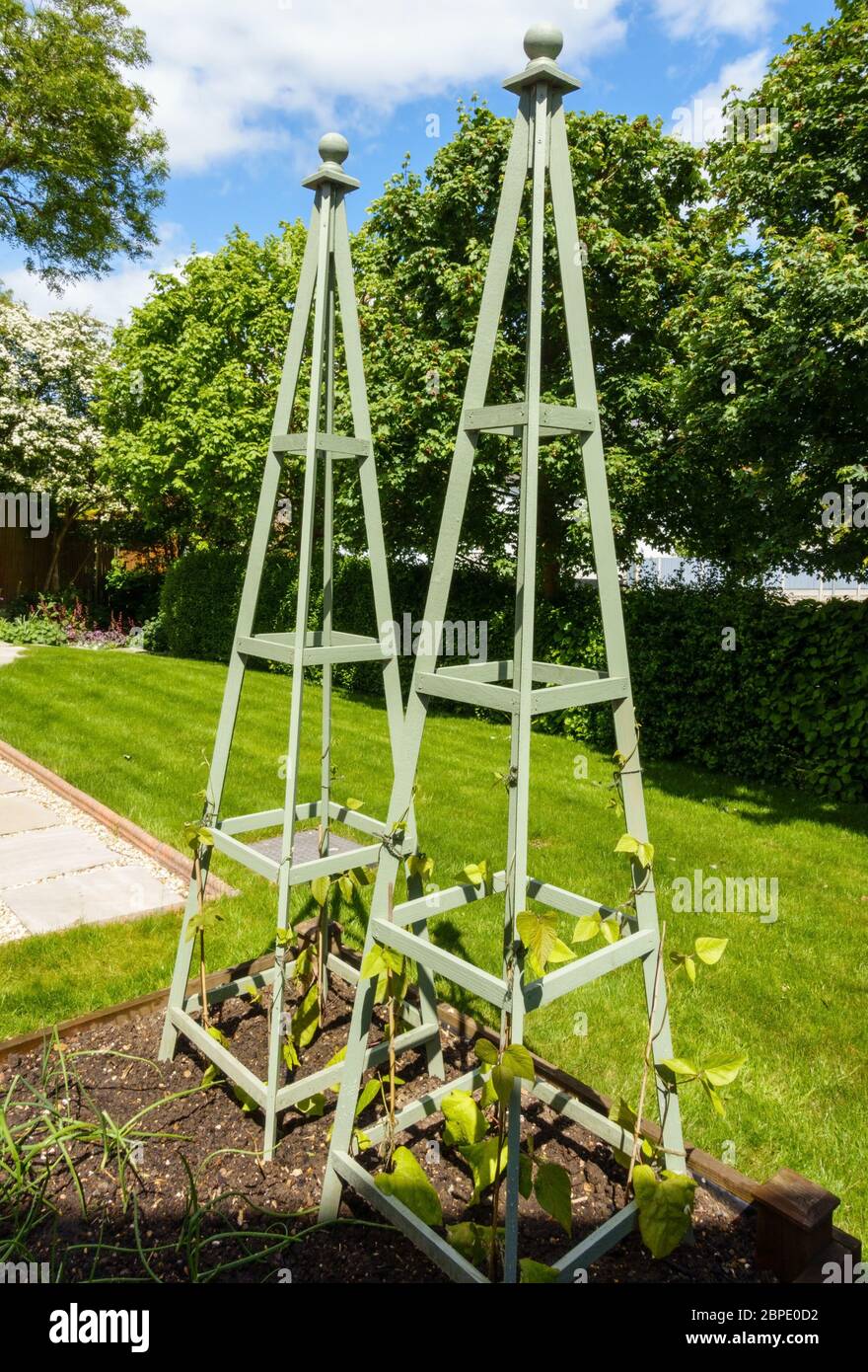 Les obélisques de jardin en bois utilisés comme poteaux de haricots pour la culture de haricots de coureur dans un mouvement vers l'autosuffisance pendant le confinement Covid-19, mai 2020, Angleterre, Royaume-Uni Banque D'Images