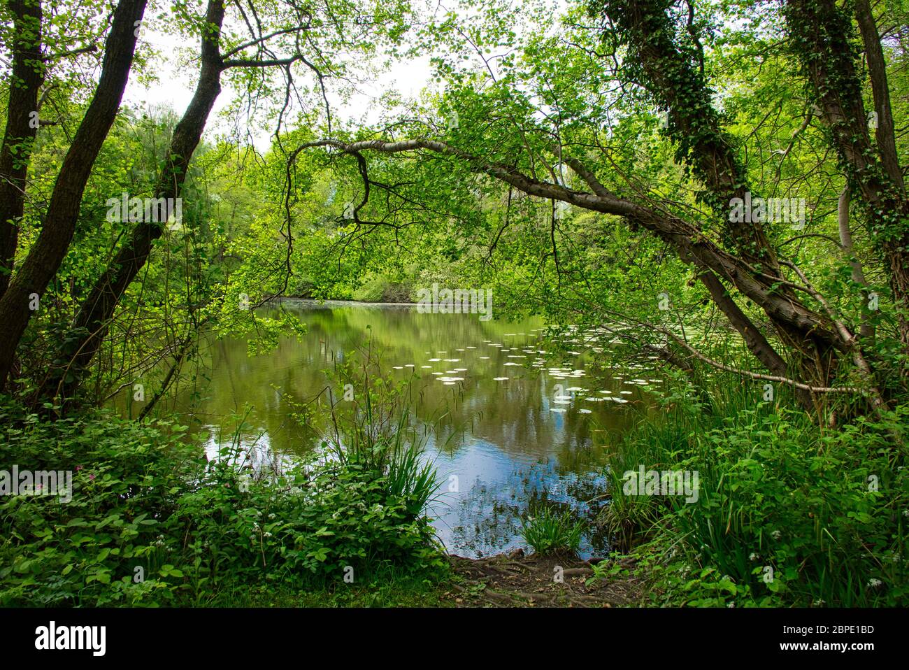 Réserve naturelle Dale de Dimming. Calk Sud Derbyshire/ Nord Ouest Leicestershire. Banque D'Images