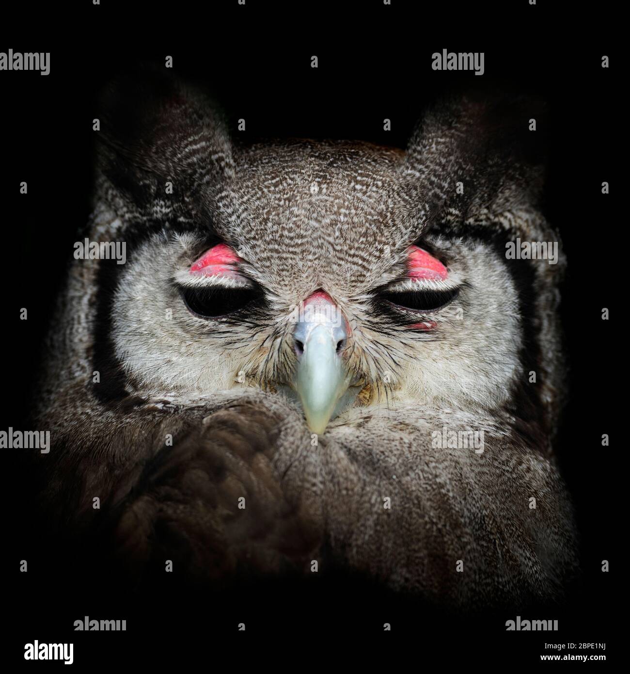 Hibou de l'aigle de Verreaux - Bubo lacteus, portrait d'un grand hibou des forêts et des terres boisées africaines, Kenya. Banque D'Images