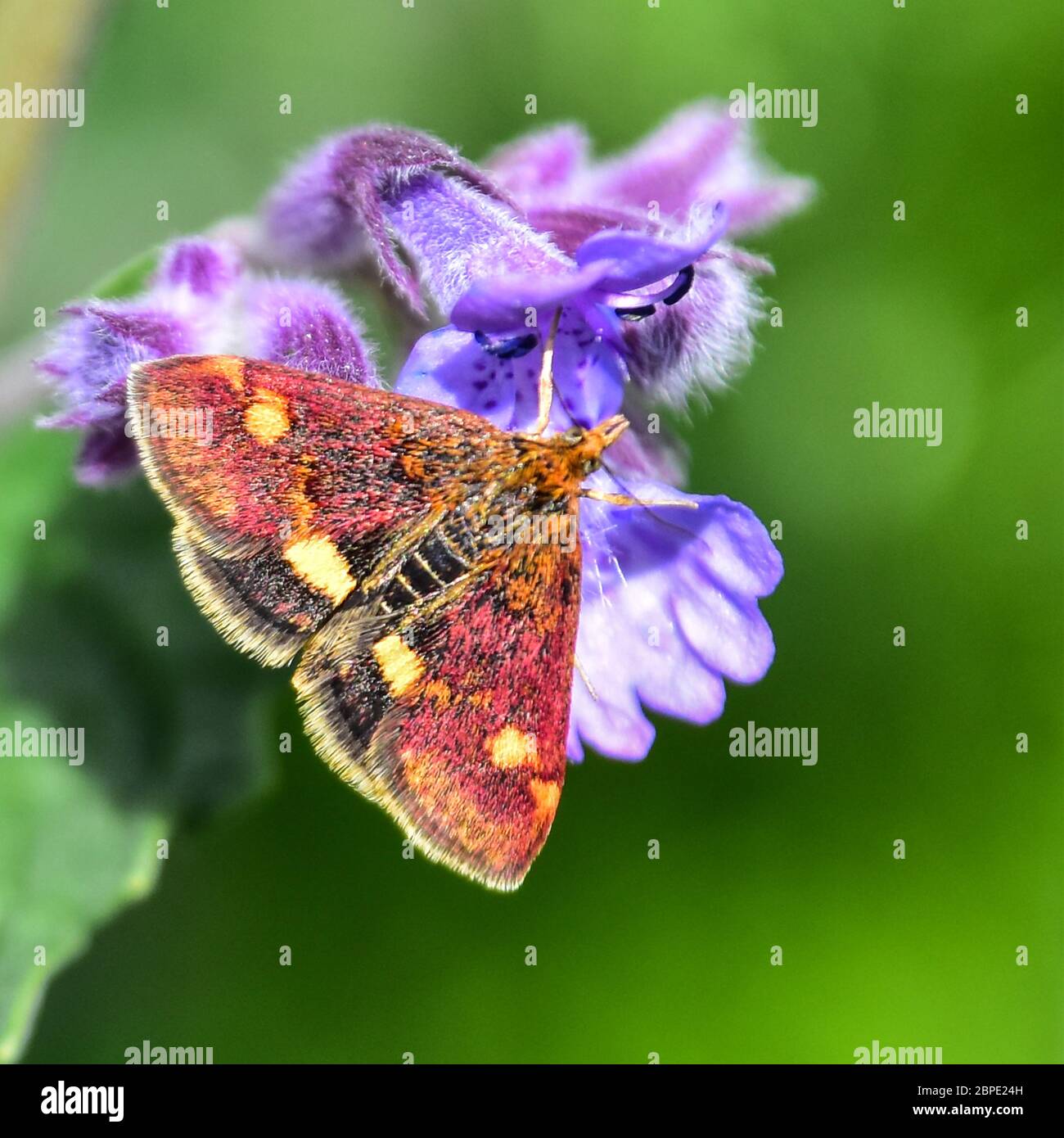 Mint Moth Banque D'Images