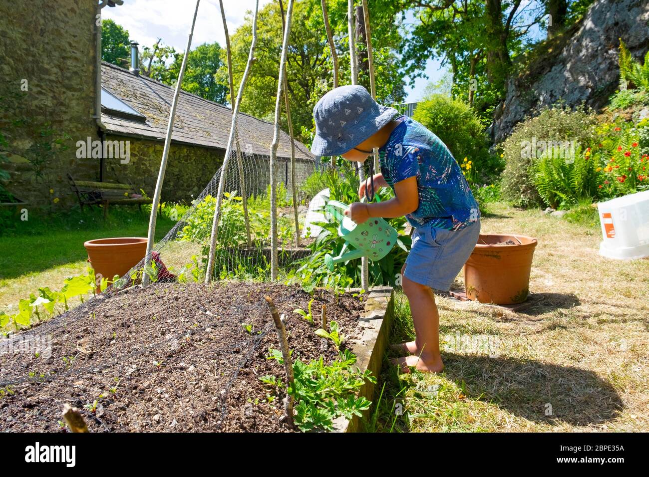 Enfant petit garçon 3 portant un chapeau de soleil utilisant un arrosoir pour verser de l'eau sur les semis dans un jardin sec de mai au printemps Royaume-Uni GRANDE-Bretagne KATHY DEWITT Banque D'Images