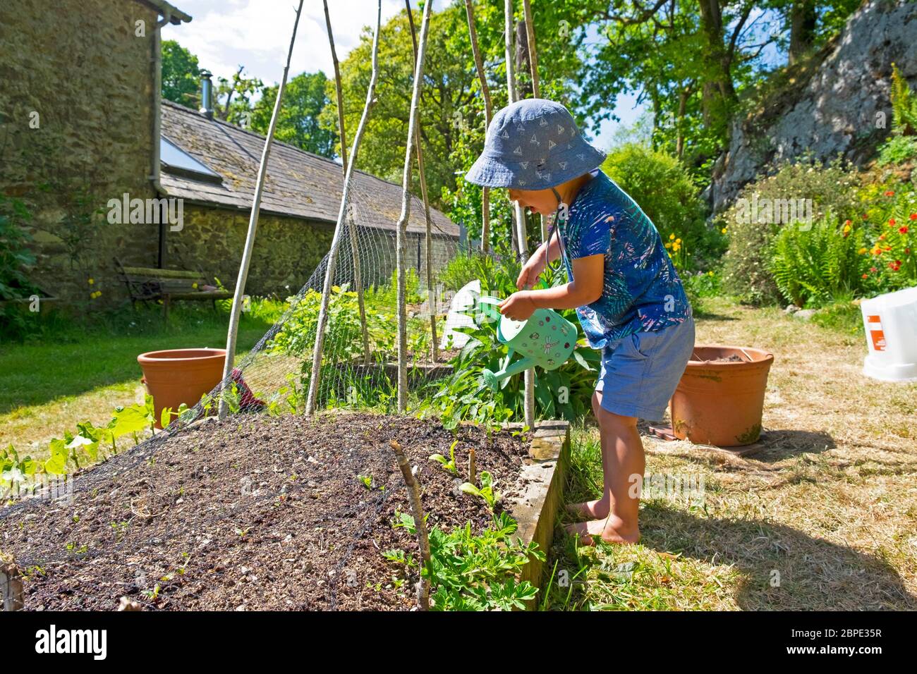 Enfant petit garçon 3 portant un chapeau de soleil avec arrosoir verser de l'eau sur les plantes dans un jardin sec de mai au printemps pays de Galles Royaume-Uni Grande-Bretagne KATHY DEWITT Banque D'Images