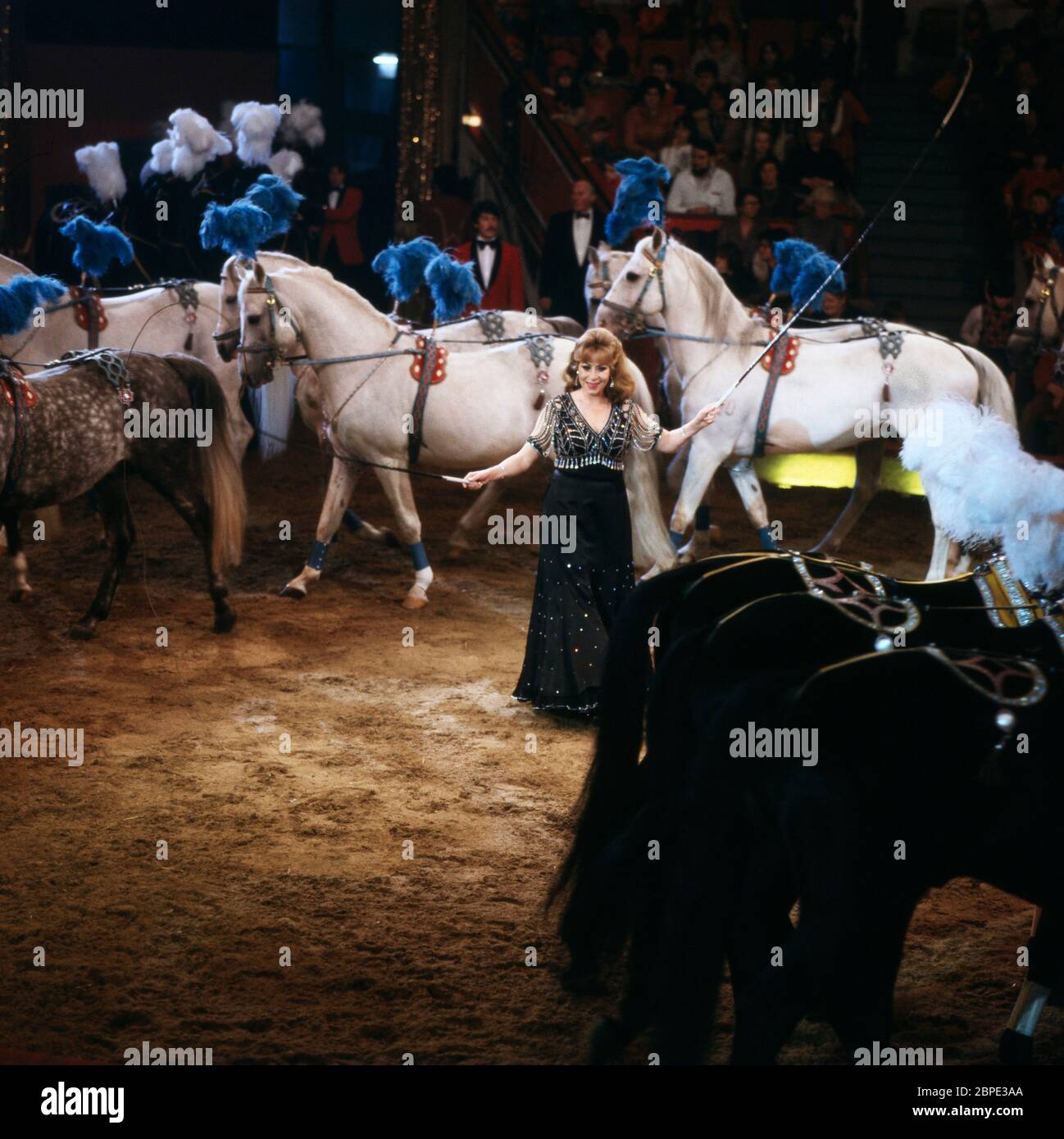 Christel Sembach-Krone mit Pferde-Dressur, 1980. Christel Sembach-Krone, en train de jouer avec ses chevaux, 1980. Banque D'Images