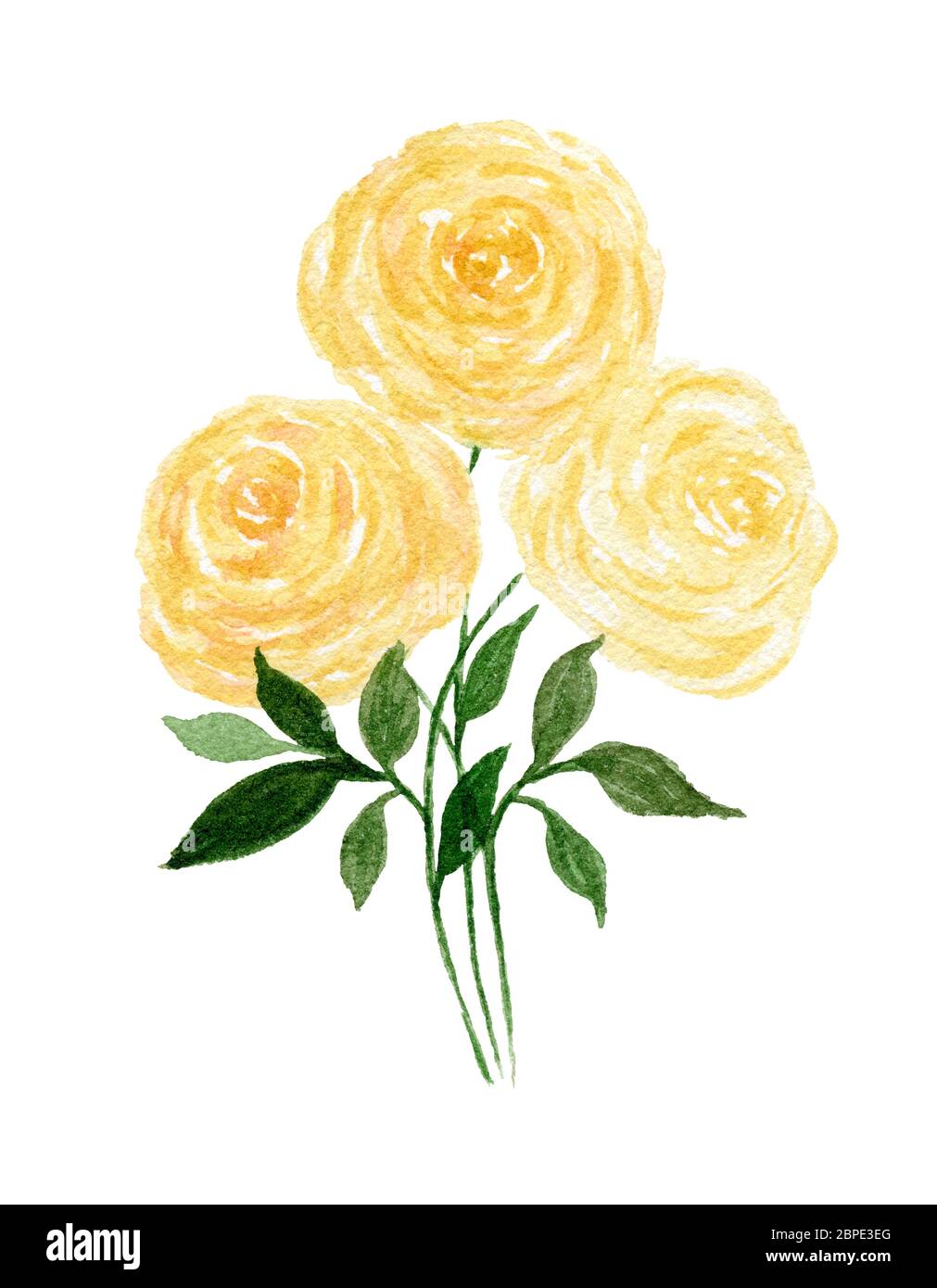 bouquet de roses jaunes isolées sur blanc, aquarelle illustration botanique  avec roses jaunes en fleur Photo Stock - Alamy