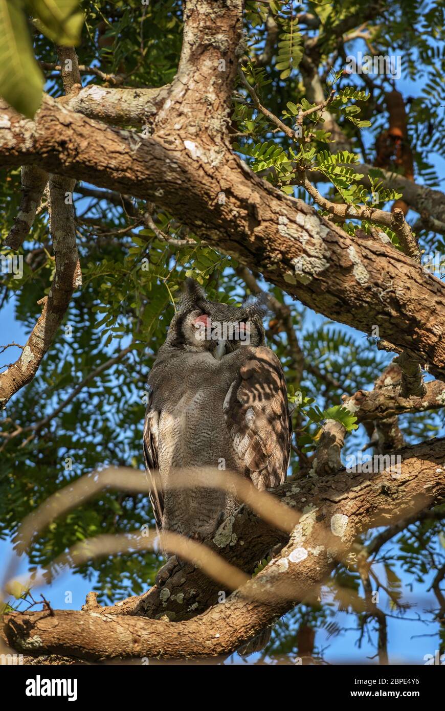 Hibou de l'aigle de Verreaux - Bubo lacteus, portrait d'un grand hibou des forêts et des terres boisées africaines, Kenya. Banque D'Images