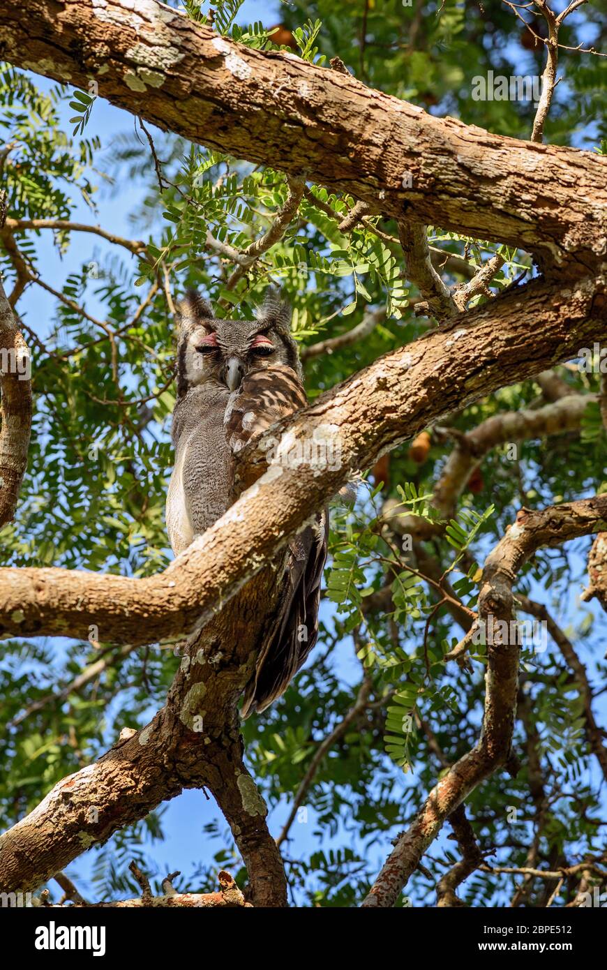 Hibou de l'aigle de Verreaux - Bubo lacteus, portrait d'un grand hibou des forêts et des terres boisées africaines, Kenya. Banque D'Images