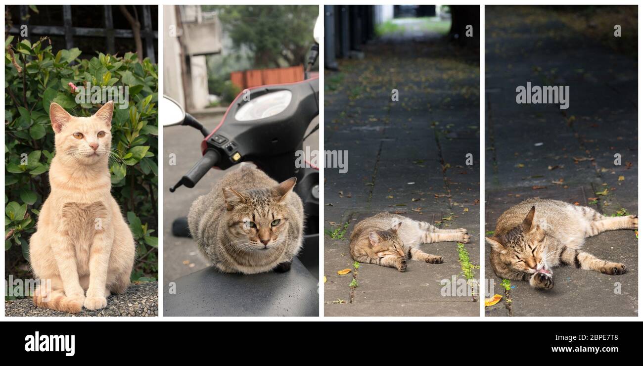 Collection de chat sur la rue dans la journée. Banque D'Images