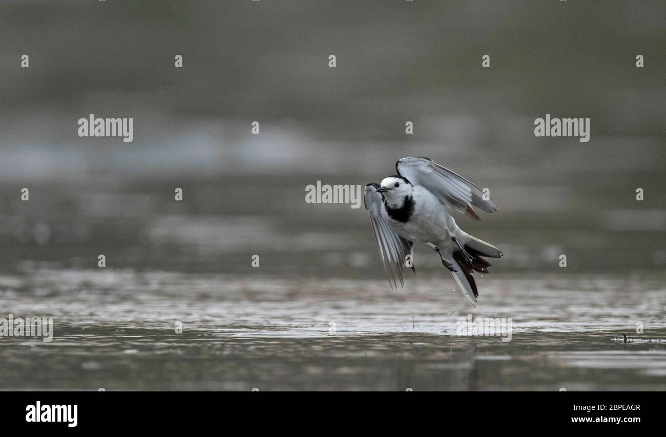 Leucopsis White Wagtail, Leucopsis Motacilla alba, Parc national de Dibru Saikhowa, quartier de Tinsukia, haute Assam, Inde Banque D'Images