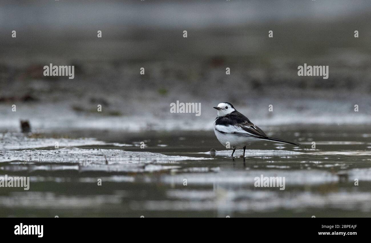Leucopsis White Wagtail, Leucopsis Motacilla alba, Parc national de Dibru Saikhowa, quartier de Tinsukia, haute Assam, Inde Banque D'Images