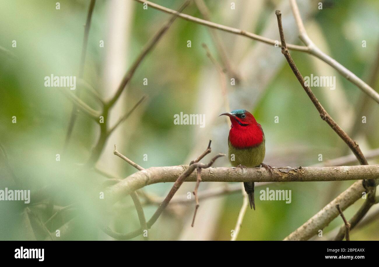 Crimson sunbird, Aethopyga siparaja, homme, Maguri Beel, au sud-est du parc national de Dibru Saikhowa, district de Tinsukia, haute Assam, Inde Banque D'Images
