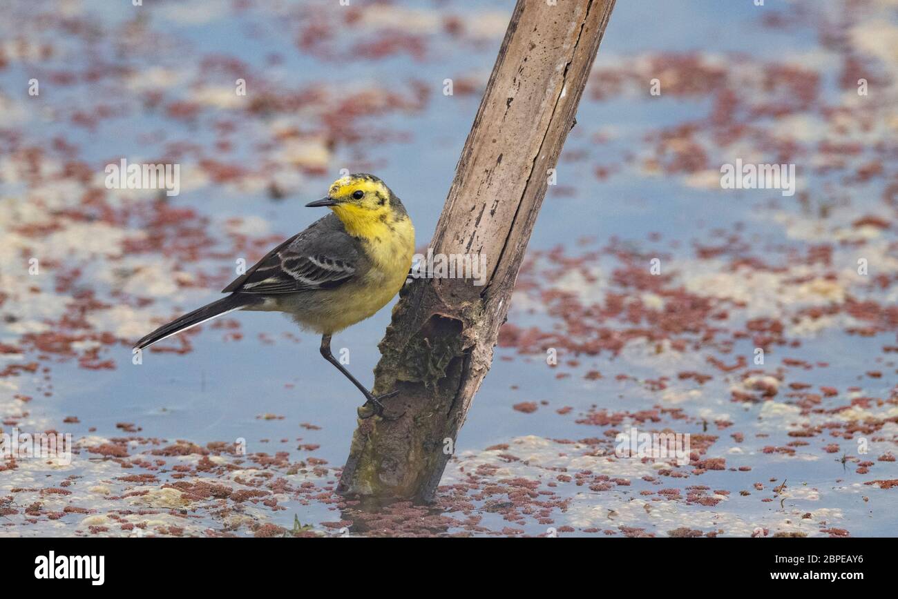 Citrine Wagtail, Motacilla citreola, Maguri Beel, au sud-est du parc national de Dibru Saikhowa, district de Tinsukia, haute Assam, Inde Banque D'Images