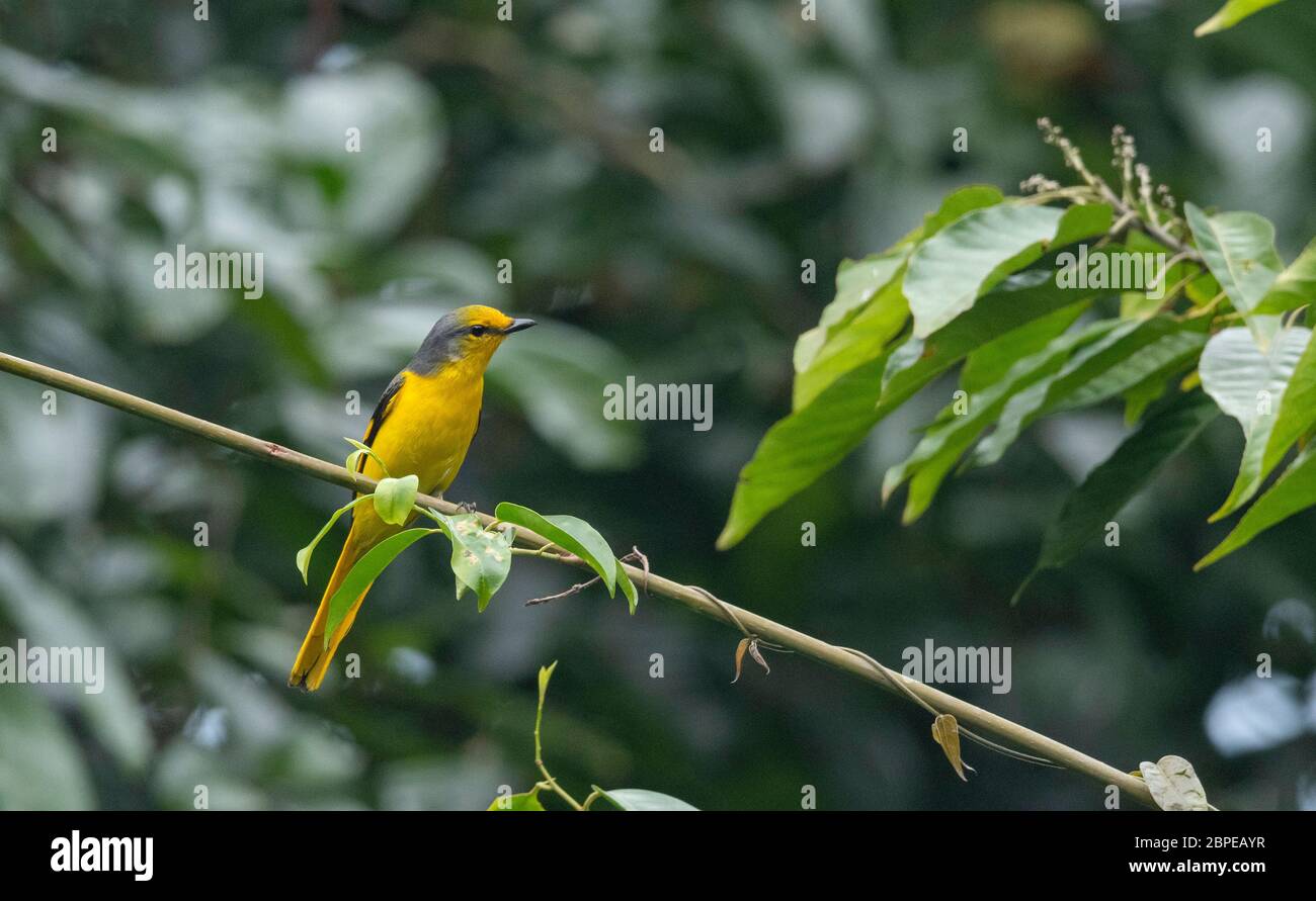 Scrallet Minivet, Femme, Pericrocotus speciosus, Dehing Patkai Wild LIFE Sanctuary, Assam, Inde Banque D'Images