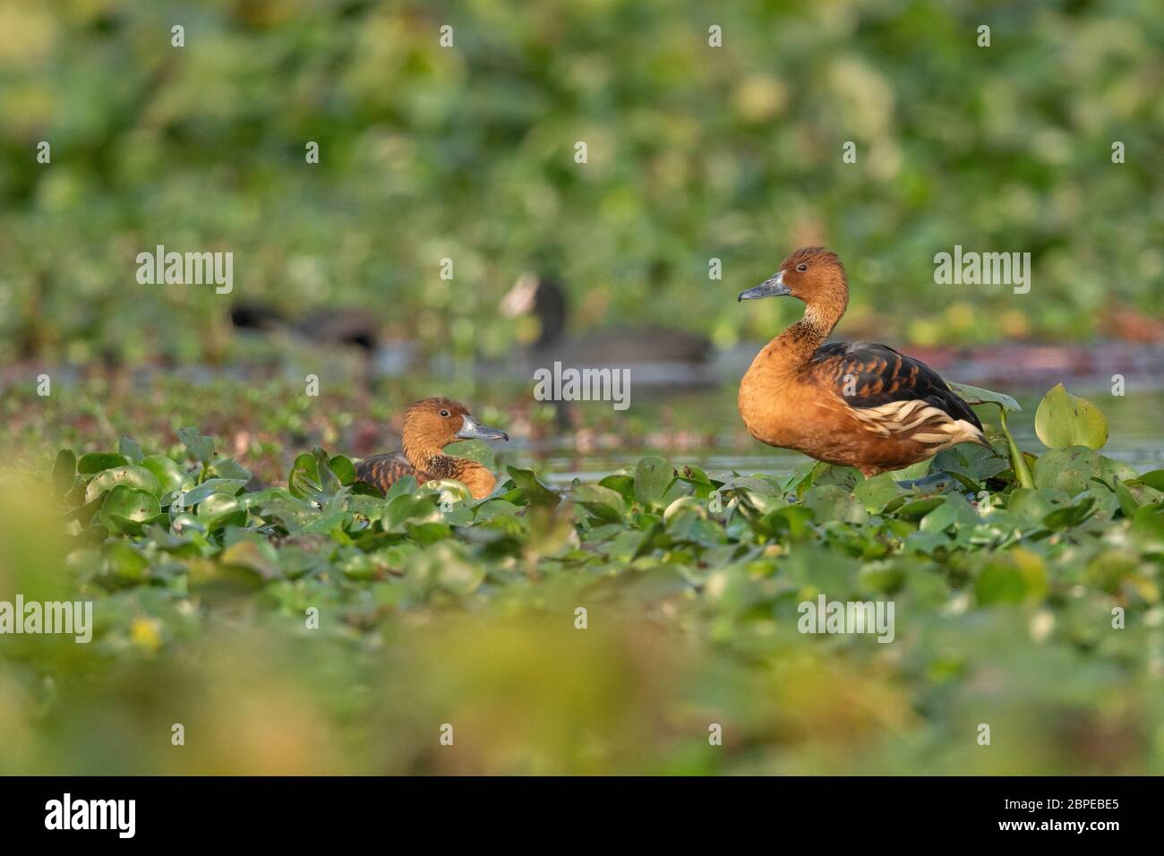Fulyou siffler canard, Dendrocygna bicolor, Maguri Beel, au sud-est de Maguri Beel, district de Tinsukia, haute Assam, Inde Banque D'Images