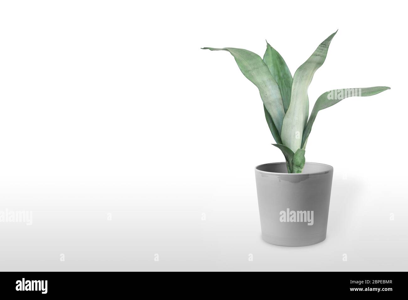Belle plante sansevieria en pot sur table blanche Banque D'Images