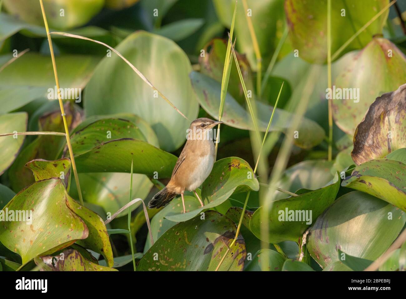 Paruline de Pallas, Paruline rusé, Locustella certhiola, Maguri Beel, district de Tinsukia, haute Assam, Inde Banque D'Images