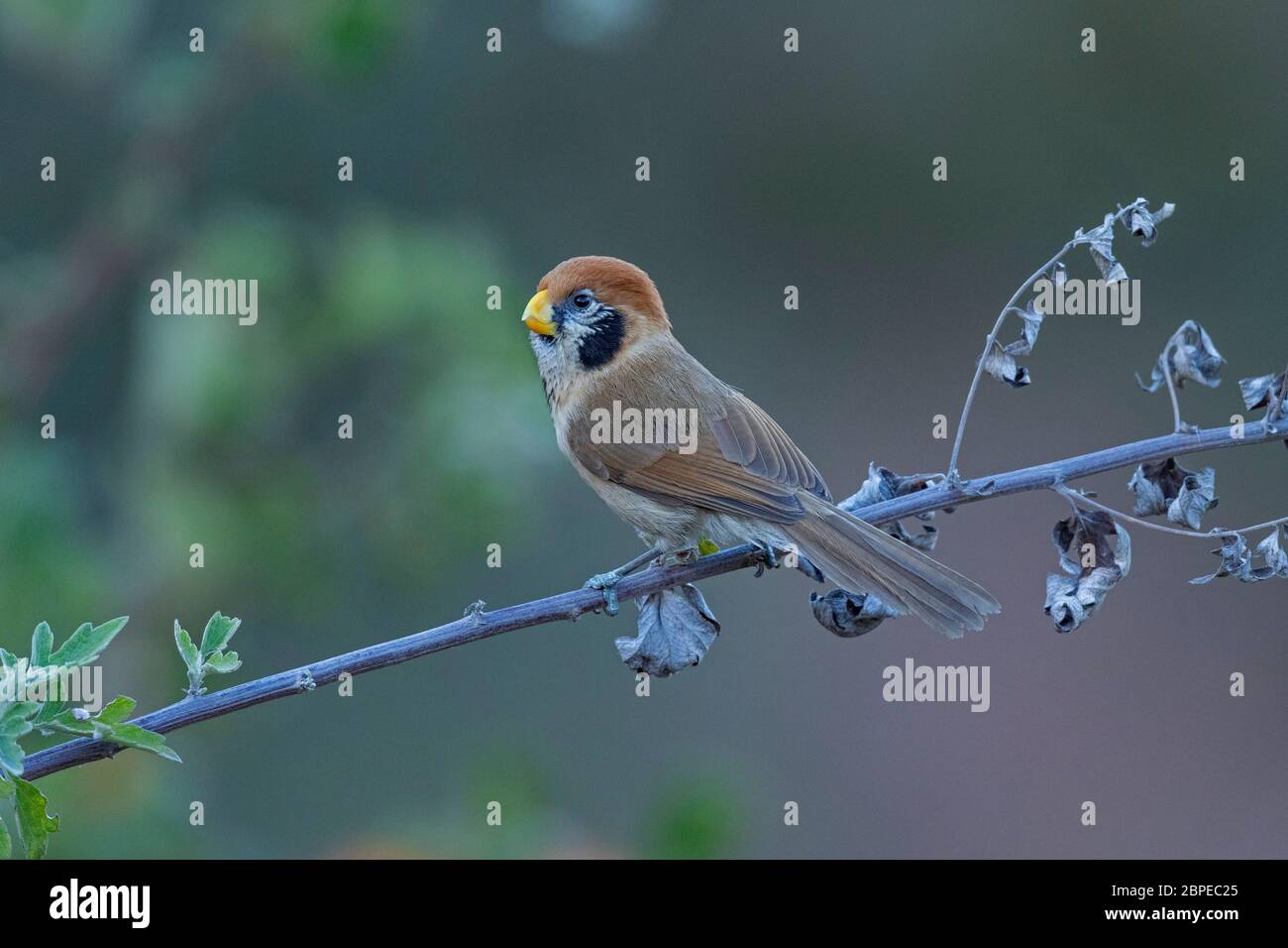 Parrotbill à droit direct, Paradoxornis guttaticollis, Walong, Arunachal Pradesh, Inde Banque D'Images