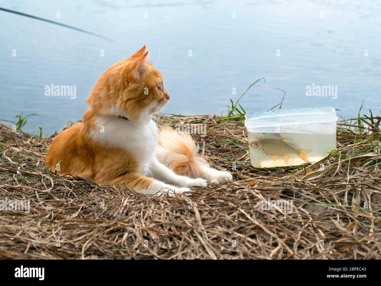 Chat roux allongé sur le gazon à sec sur la rive du fleuve près de la boîtes de poissons capturés. Temps de pêche. Banque D'Images