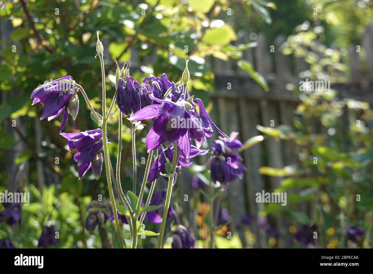 Purple european columbine, Aquilegia vulgaris dans la lumière du matin devant une clôture en bois, gros plan, macro, Banque D'Images