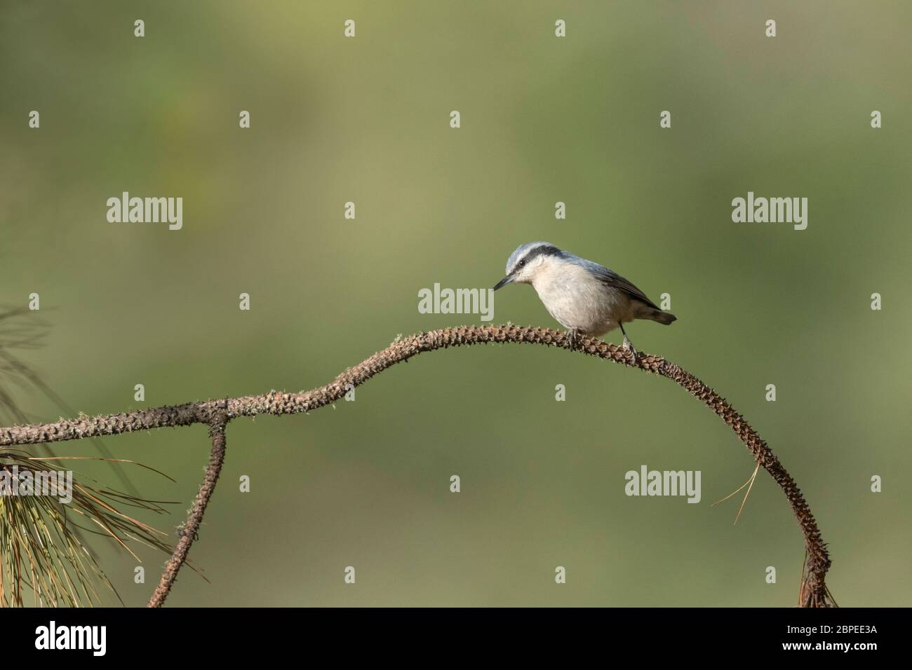Yunnan nuthatch, Sitta yunnanensis, Walong, Arunachal Pradesh, Inde près de menacé Banque D'Images