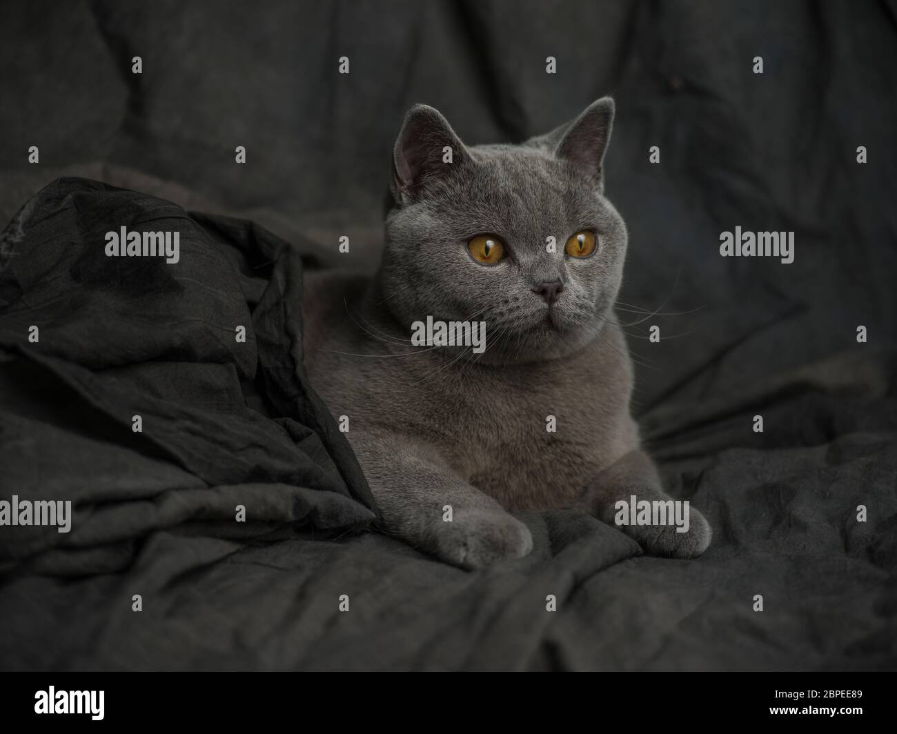 Magnifique chat gris sur fond sombre Banque D'Images