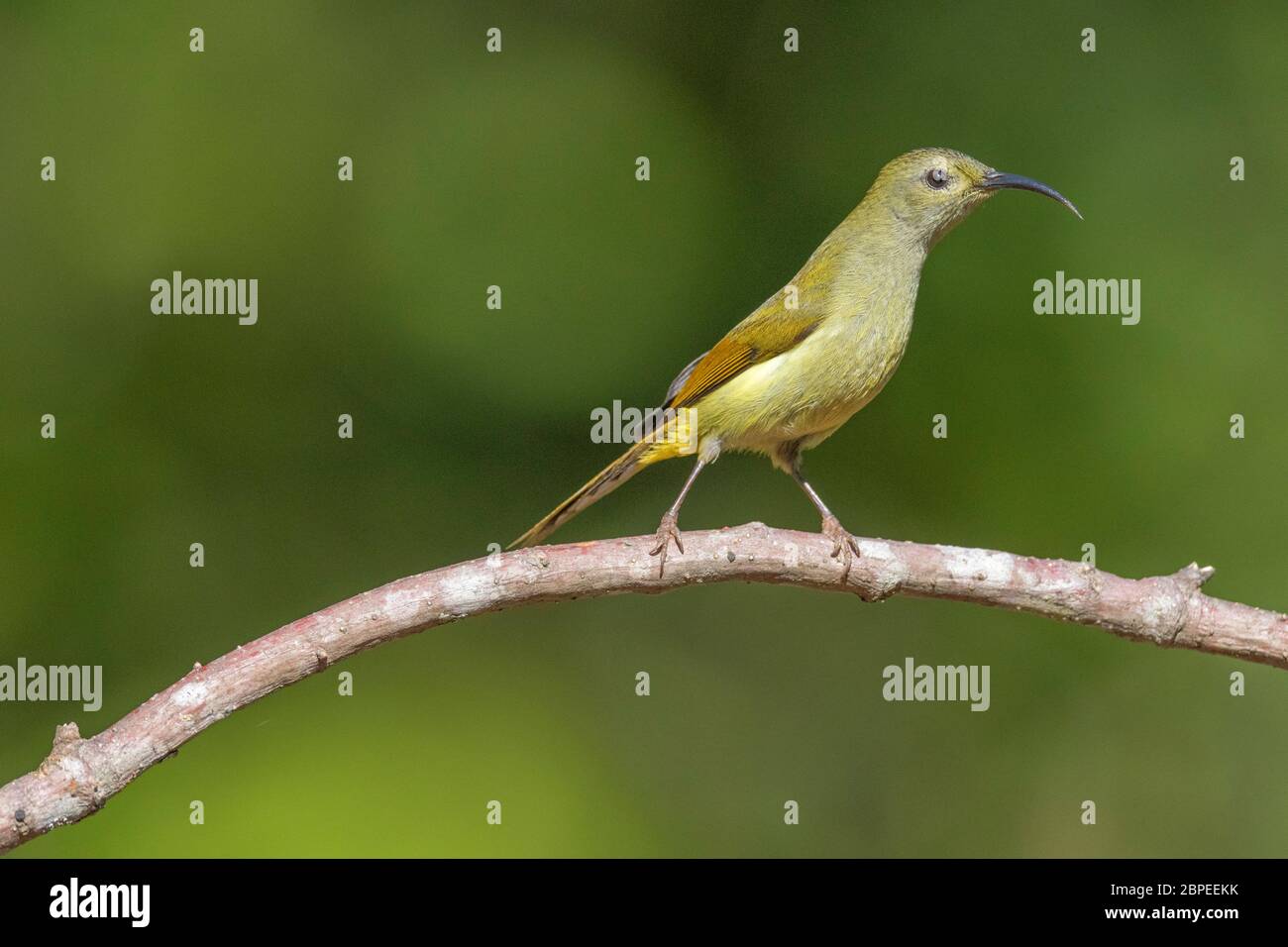 Sunbird à queue verte, femelle, Aethopyga nipalensis, longe, Arunachal Pradesh, Inde Banque D'Images
