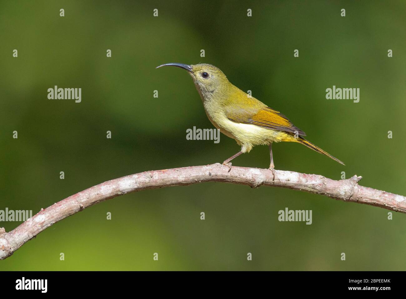 Sunbird à queue verte, femelle, Aethopyga nipalensis, longe, Arunachal Pradesh, Inde Banque D'Images