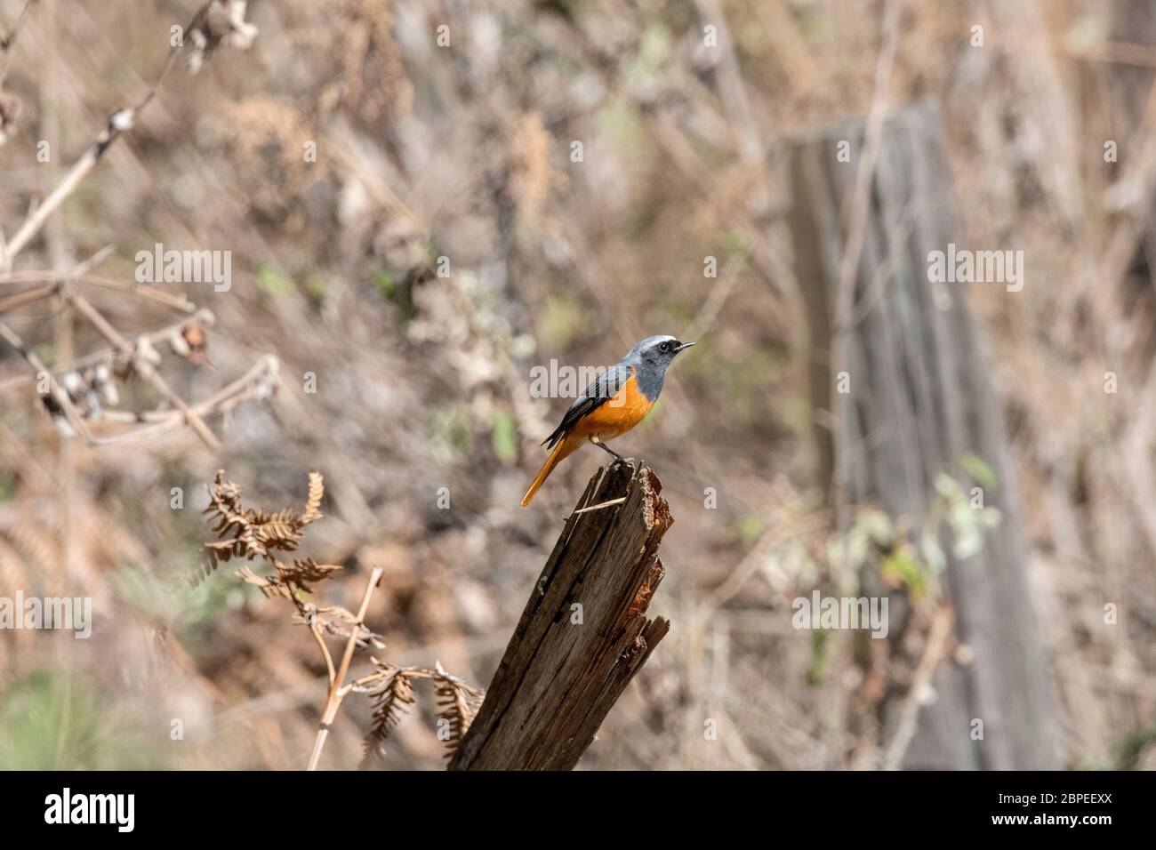 Redstart de Hodgson, Phoenicurus hodgsoni, Homme, Walong, Arunachal Pradesh, Inde Banque D'Images