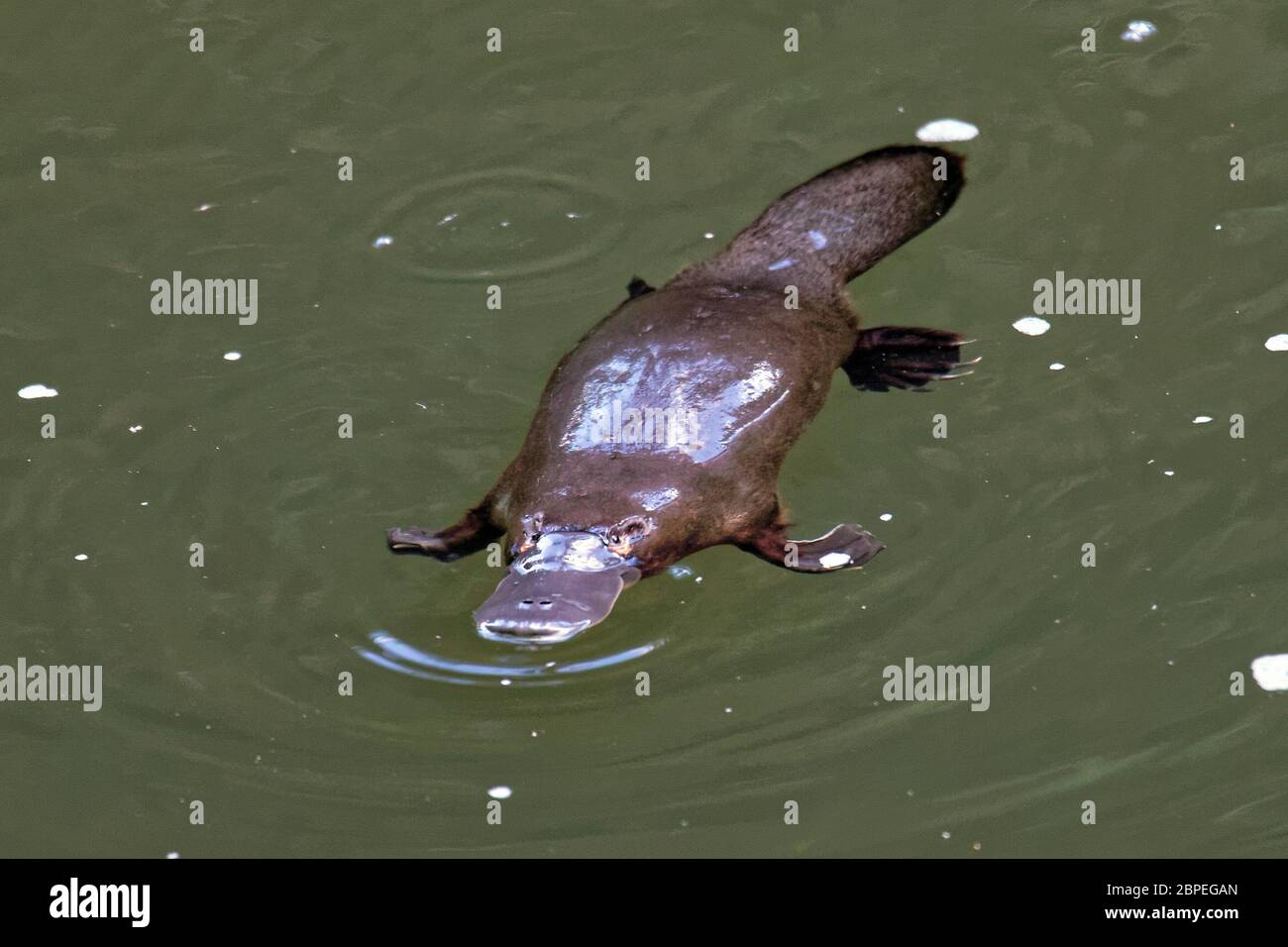 Schnabeltier Banque D'Images