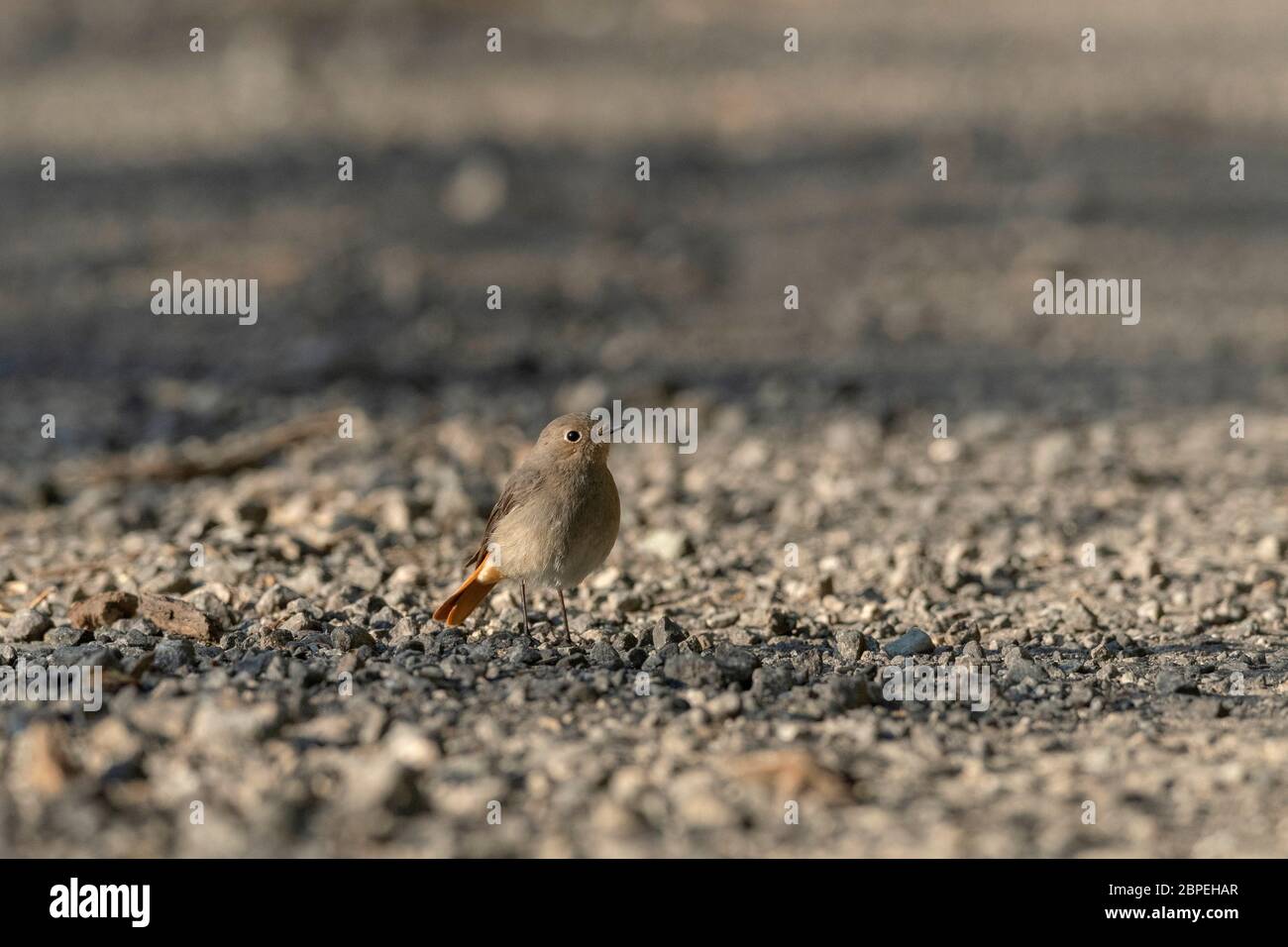 Hodgson's redstart, femme, Phoenicurus hodgsoni, Walong, Arunachal Pradesh, Inde Banque D'Images