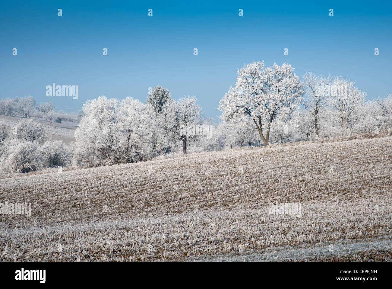 Paysage d'hiver avec gel de hore sur les arbres et les fieds. Photo prise dans la région de Rosalia, au Burgenland, en Autriche. Banque D'Images