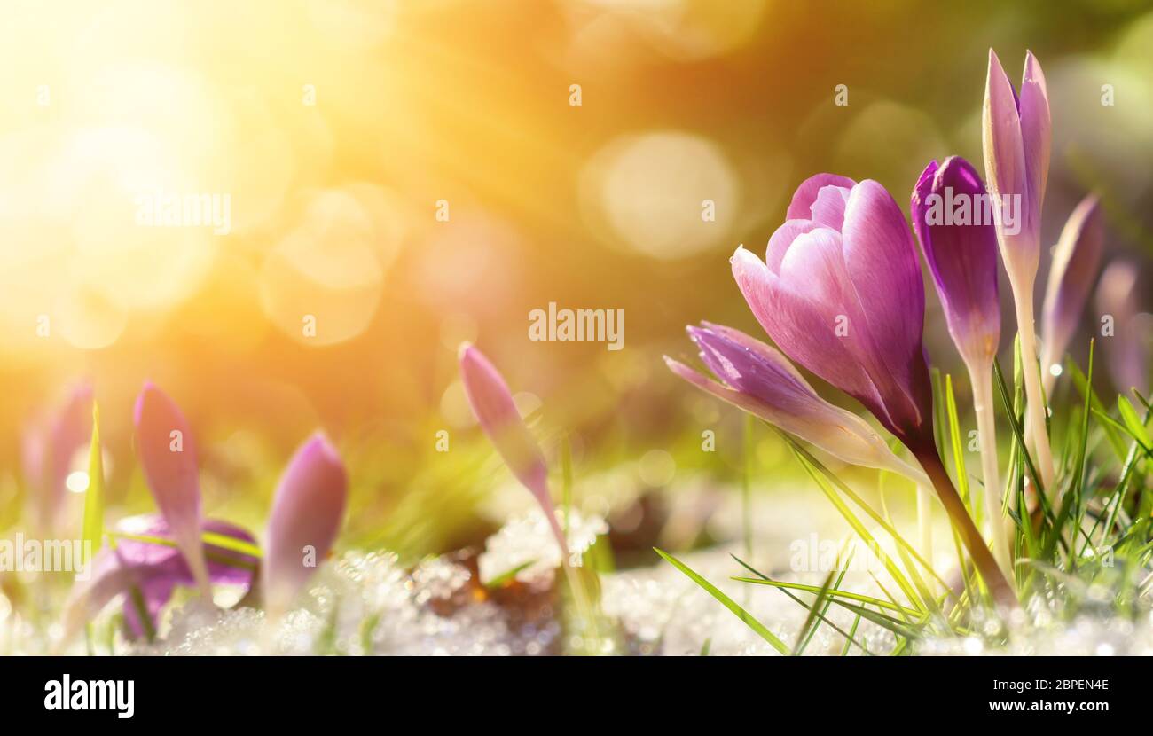 Purple crocus fleurs dans la neige, dans l'Éveil du printemps à l'or chaud rayons du soleil Banque D'Images