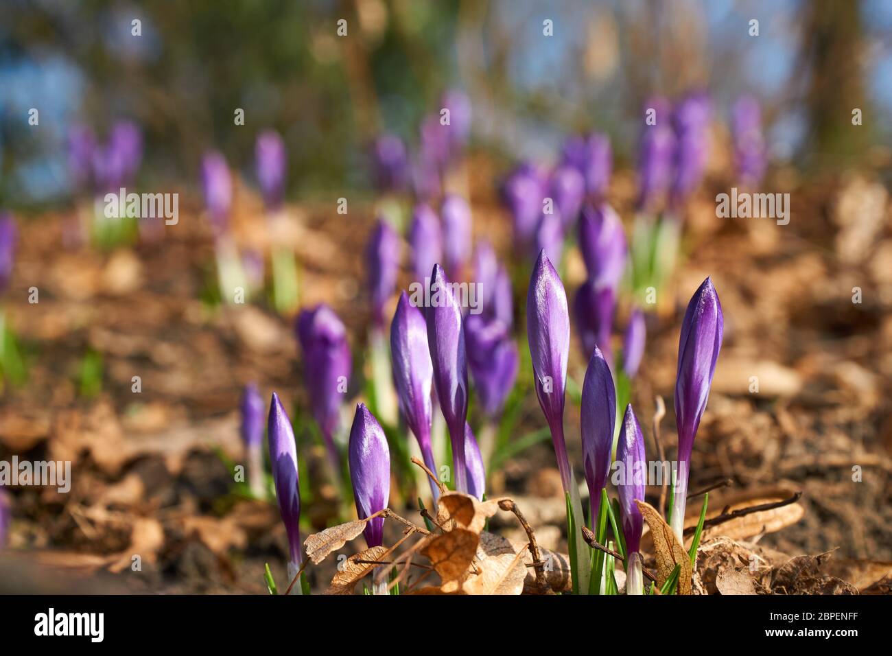 Fleur de crocus en fleurs magenta au printemps avec de l'herbe verte Banque D'Images