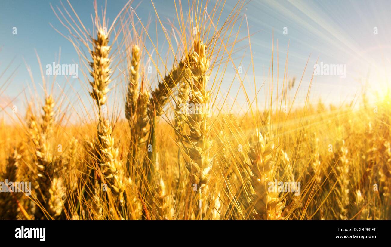 Close up golden grain oreilles dans un champ avec des rayons du soleil et ciel bleu Banque D'Images