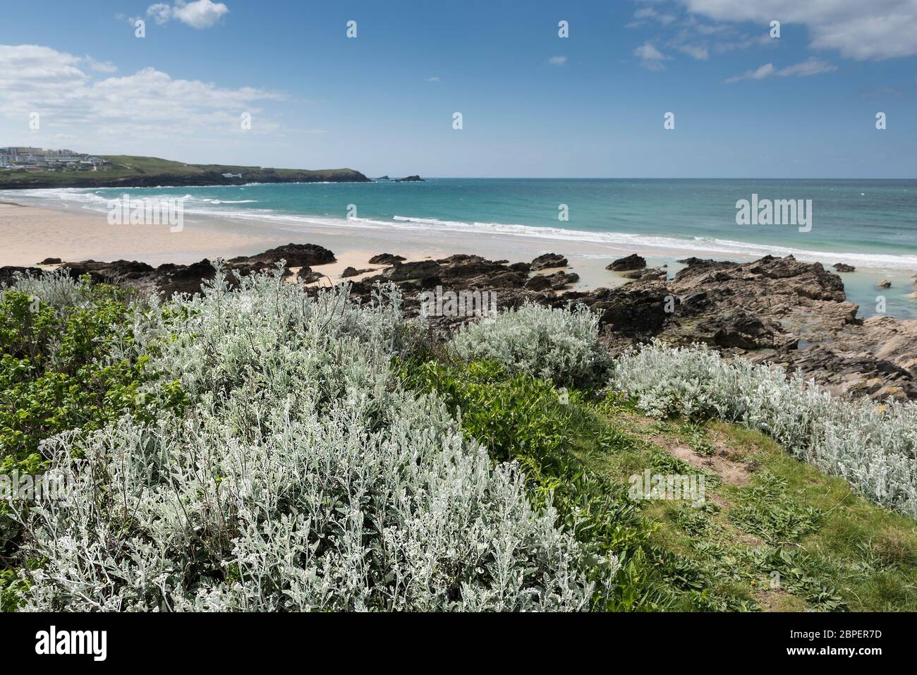 Des touffes de Jacobaea maritima Silver Ragwort croissant sur la côte à Fistral à Newquay, en Cornouailles. Banque D'Images