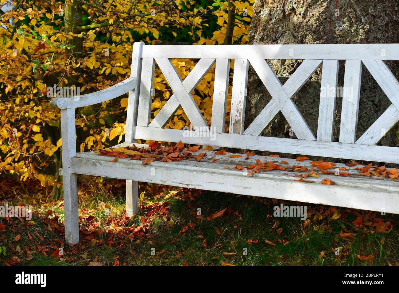 Foto buntes Buchenlaub Holzbank auf einer alten weißer bär im Garten Banque D'Images