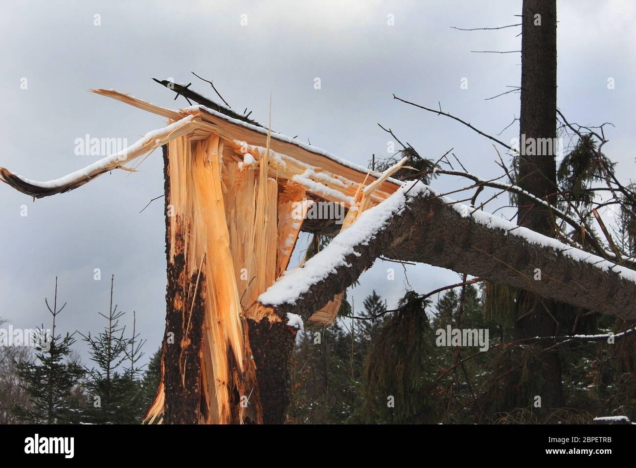 Sturmholz, Windbruch, an einer Fichte Ein Sturmtief Hat im Arnsberger Wald BEI Arnsberg, eine Fichte regelrecht abgerissen, geknickt, sie Hat dem enor Banque D'Images