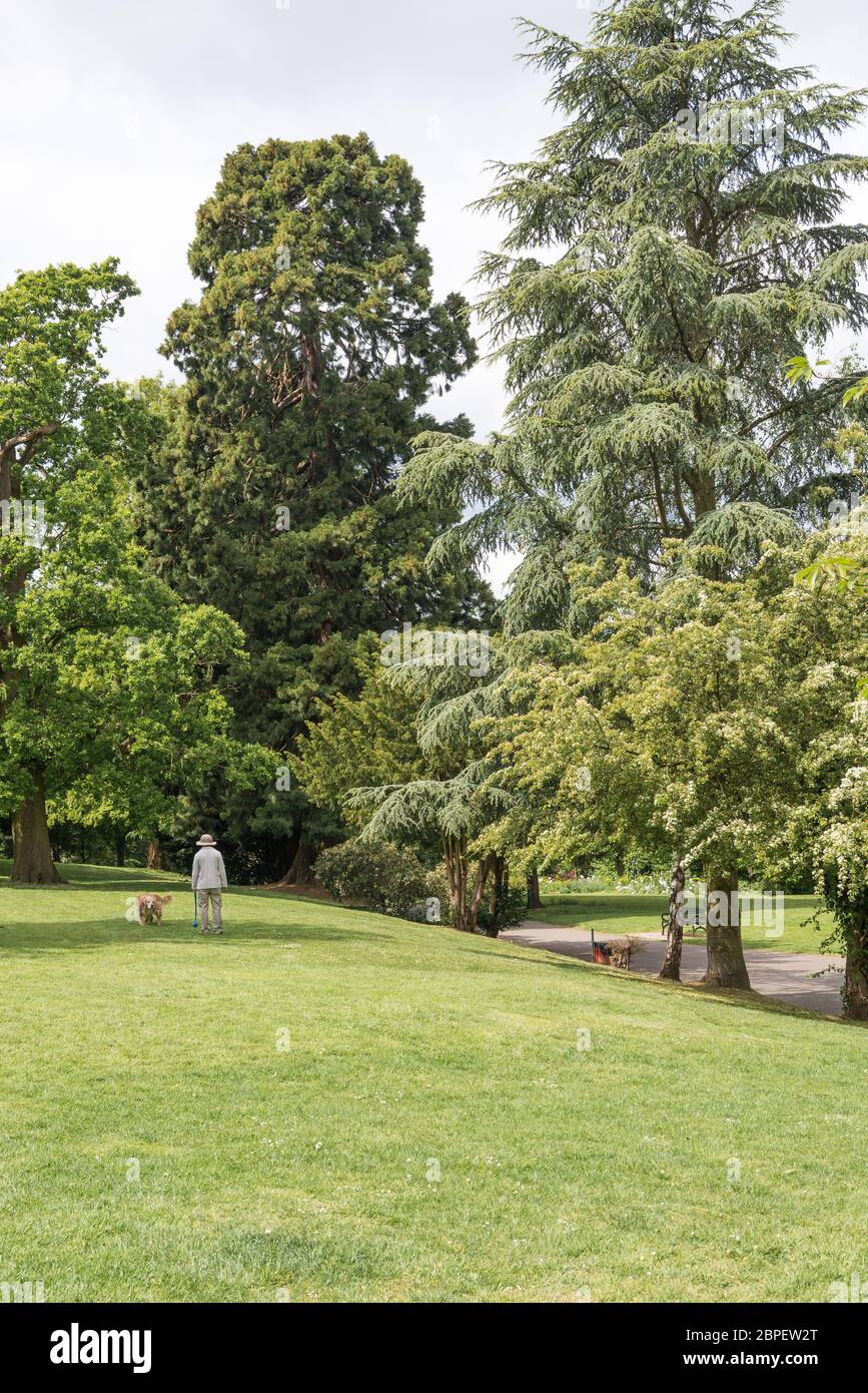 Personne seule avec un chien dans un parc lors d'une journée de printemps ensoleillée. Angleterre, Royaume-Uni Banque D'Images