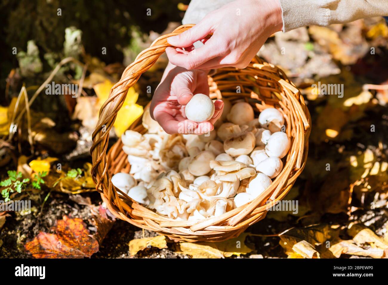 La collecte de champignons en basket Femme Banque D'Images