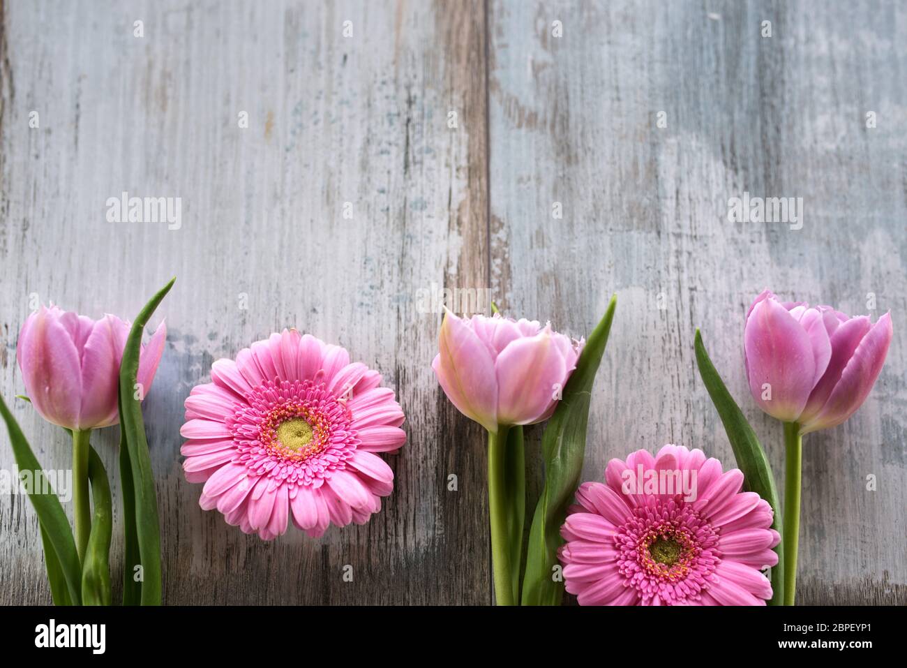 Tulipes et gerbera décorés sur fond vintage pour la fête des mères Banque D'Images