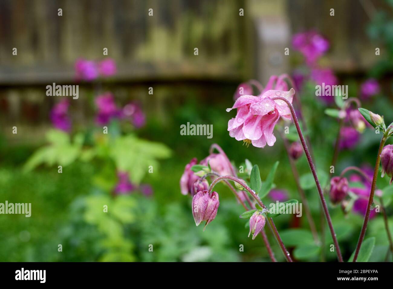 Aquilegia rose fleurs couvert dans les gouttes de pluie, avec jardin humide fleur lit au-delà Banque D'Images