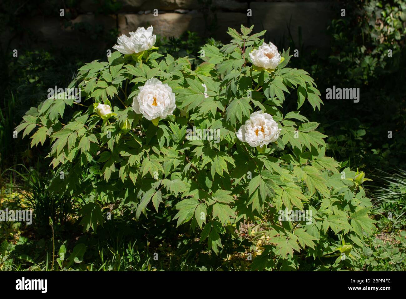 Fleurs blanches d'une pivoine japonaise ou d'arbre, Paeonia suffruticosa ou Strauch Pfingstrose Banque D'Images