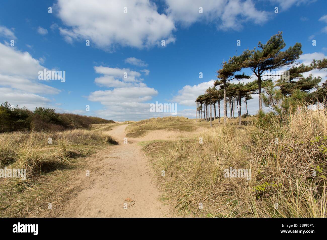 Ville de Formby, Angleterre. Vue pittoresque sur les dunes de sable et une forêt de pins à Formby Beach. Banque D'Images