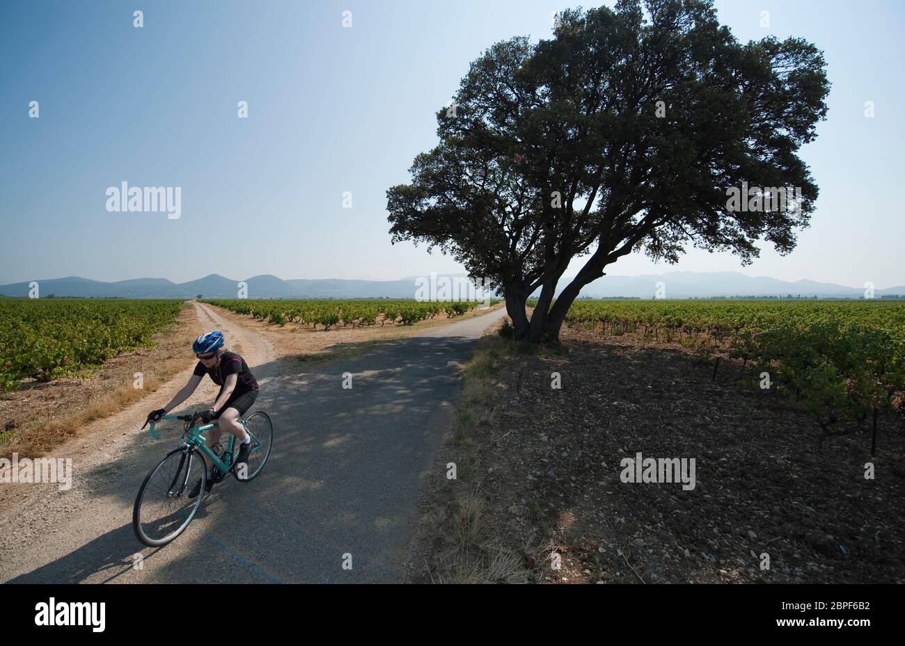 Femme route à vélo à travers les vignobles près de Rasteau dans le Vaucluse, le sud de la France avec les collines des Dentelles de Montmirail au loin Banque D'Images